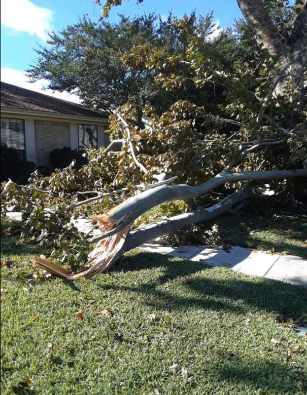 fallen tree in home's yard after storm